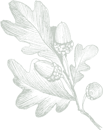Oak Leaf Illustration