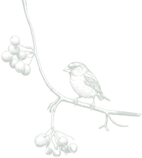 Oak Branch Illustration