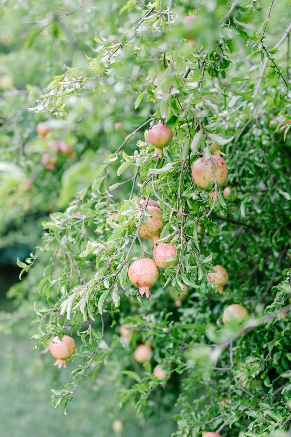 Pomegranates growing on a lush green tree branch