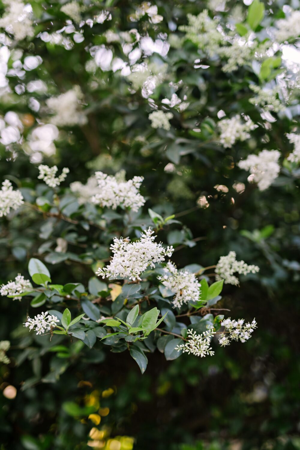White flowering bush with green leaves in a garden setting
