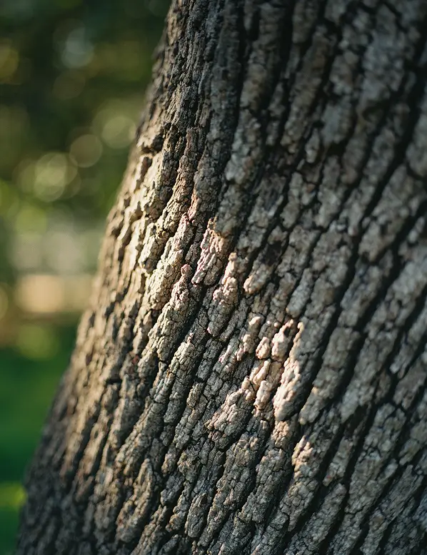Close-up of tree bark with sunlight filtering through branches in a forest setting