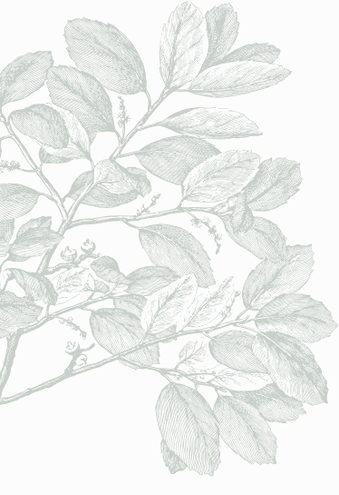 Illustration of a leafy green plant branch with detailed leaves.