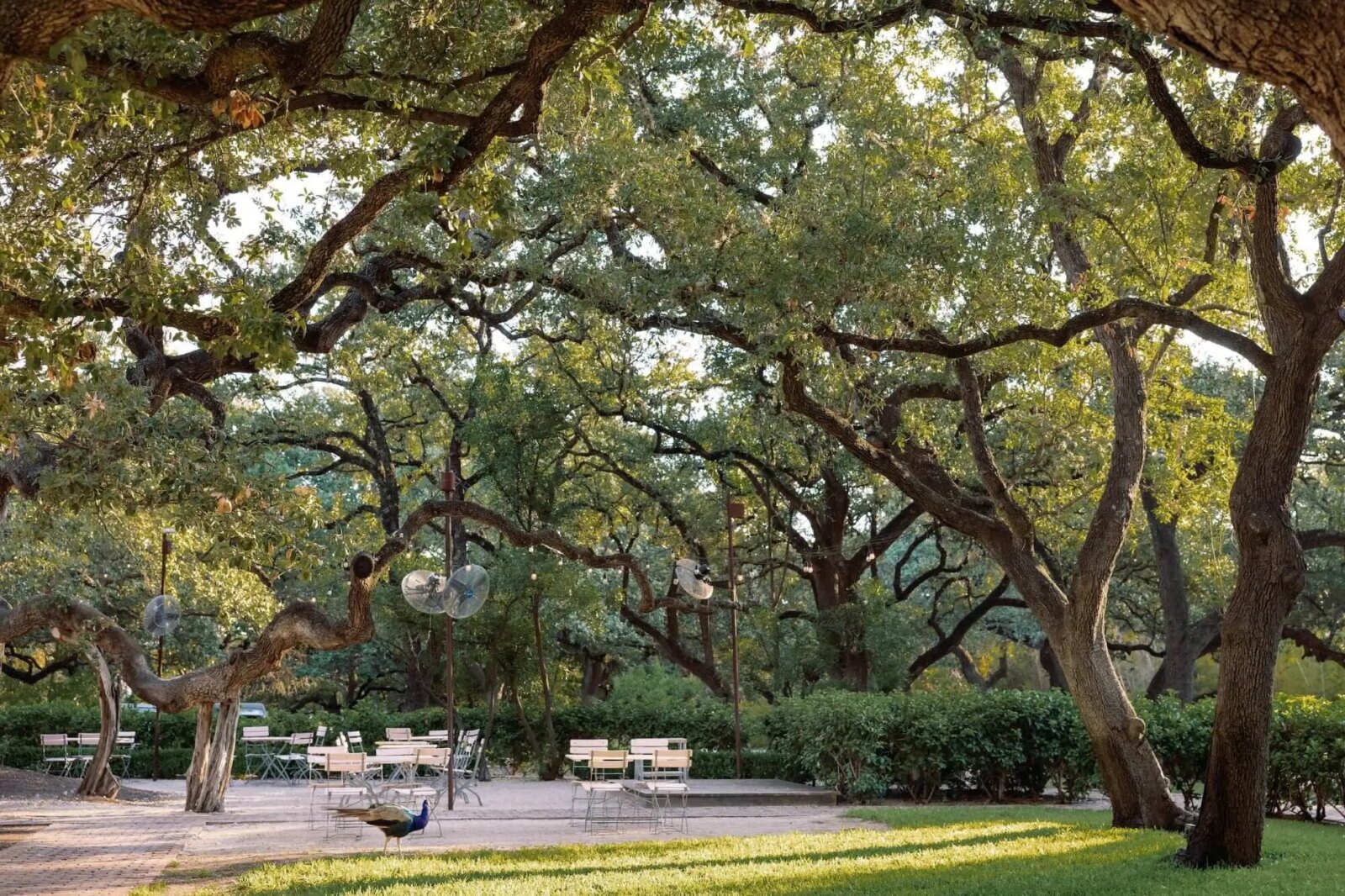 Lush garden with large trees and peacock near outdoor seating area