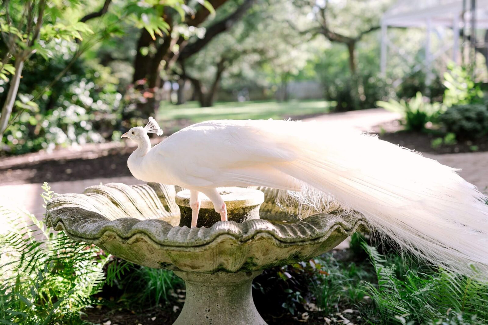 White peacock standing on a birdbath in a lush garden setting