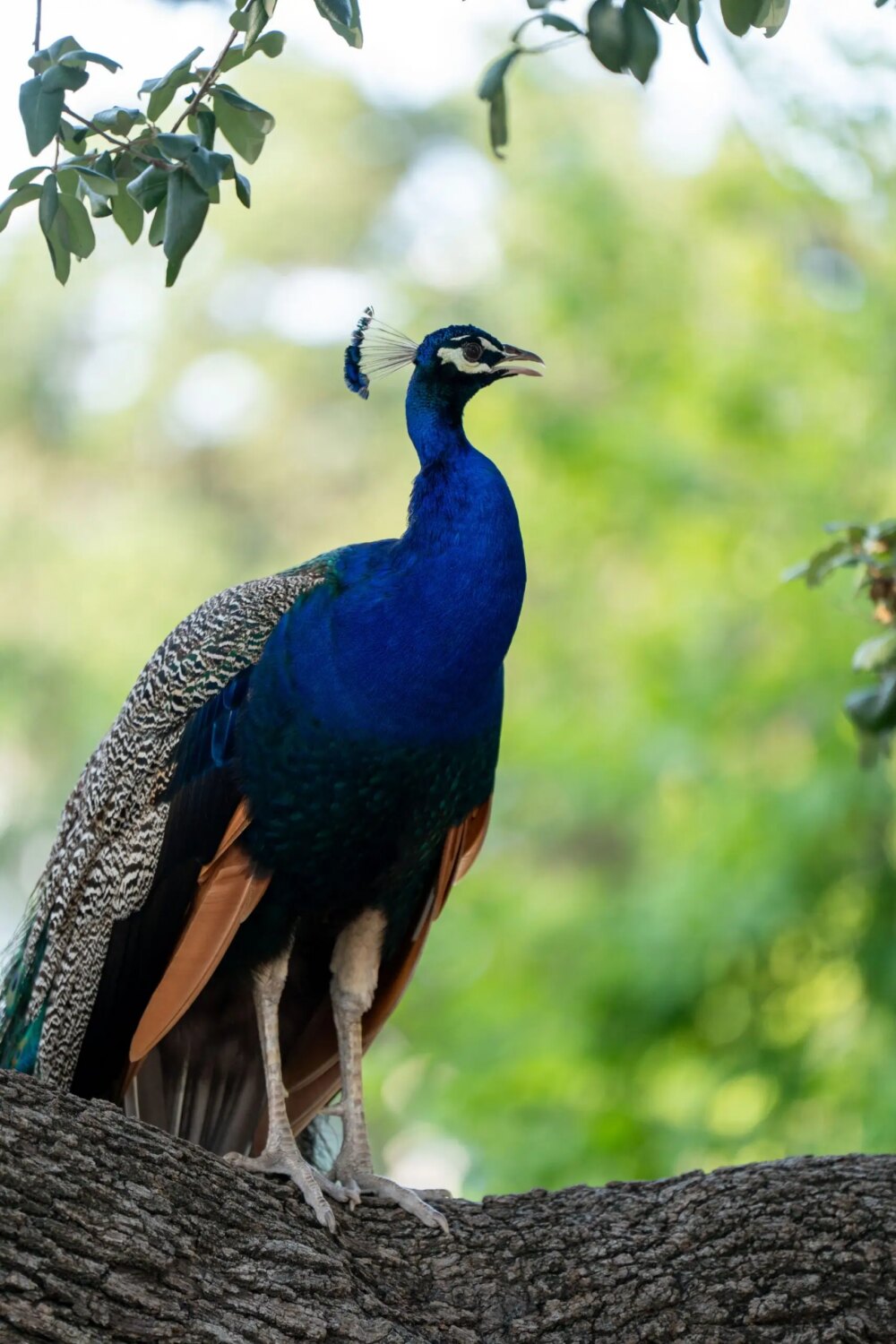 Peacock perched on a tree branch with vibrant plumage against a blurred green background