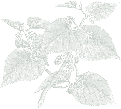 Illustration of a mulberry plant with detailed leaves and berries