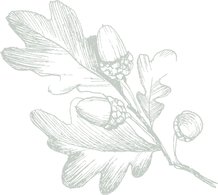 Illustration of an oak branch with leaves and acorns in green ink on a transparent background